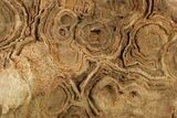 Flower-Like Sandstone Concretion - Pseudo Stromatolite #287067-2